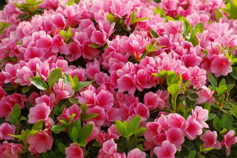 can azalea grow in the philippines|How to Grow Azaleas .
